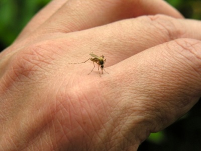 Mosquitos are spreading viruses in the Pacific Islands.